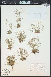 Androsace septentrionalis image