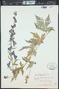 Aconitum columbianum image