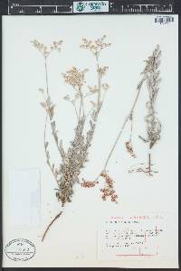 Eriogonum annuum image