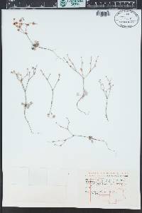 Eriogonum palmerianum image