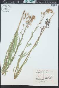 Lactuca tatarica image