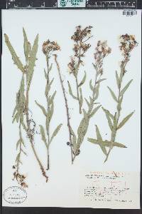 Lactuca tatarica image