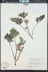 Hydrophyllum capitatum image