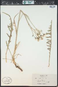 Crepis acuminata image