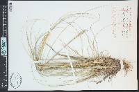 Hesperostipa comata image