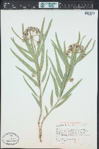 Asclepias asperula image