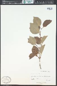 Viburnum edule image