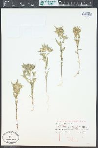 Collomia linearis image