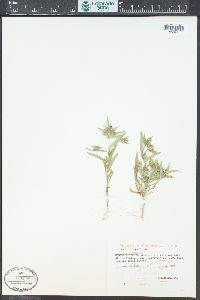 Collomia linearis image