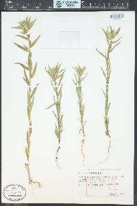 Collomia linearis image