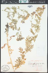 Polemonium foliosissimum image