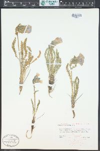 Polemonium viscosum image