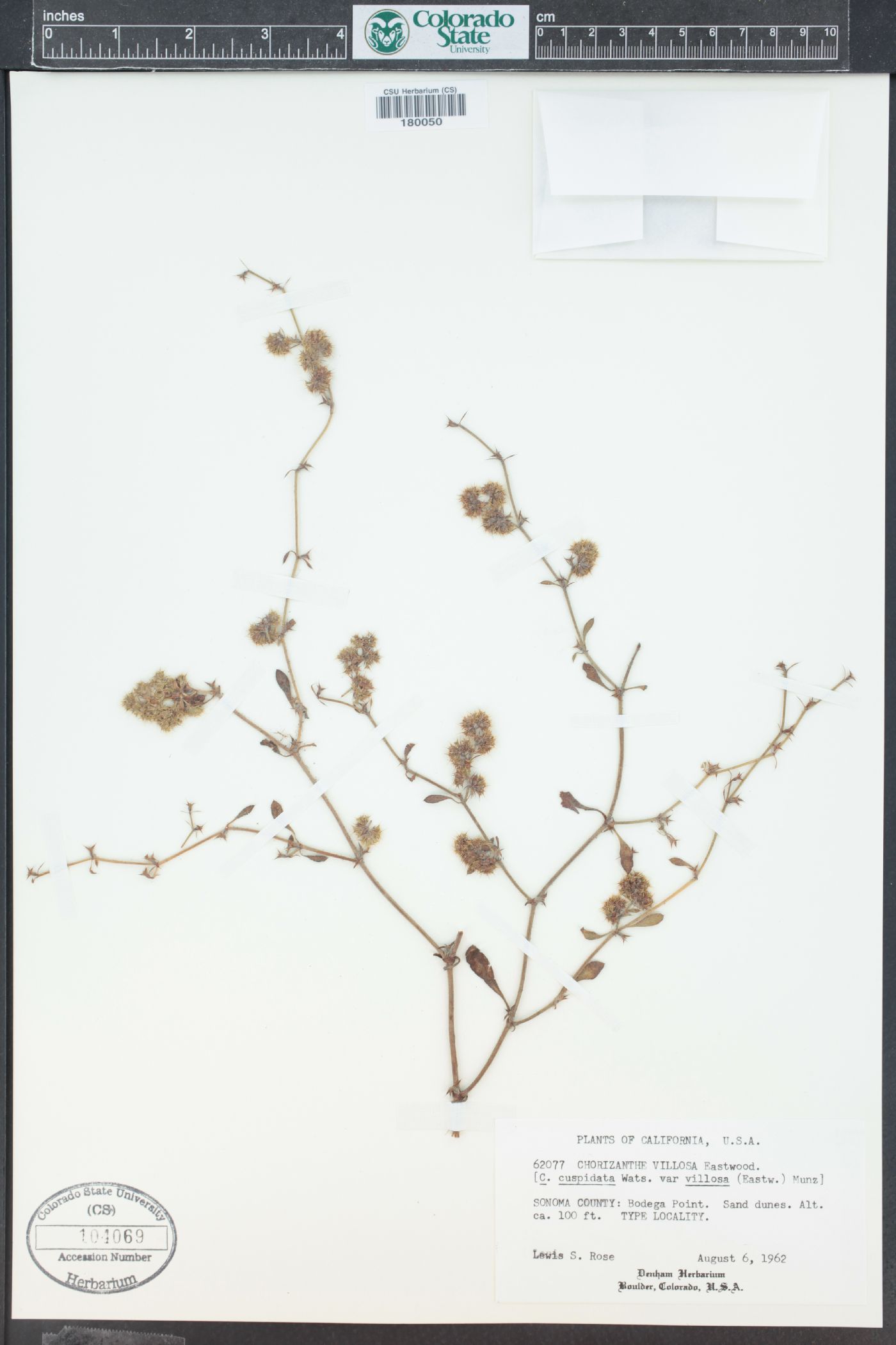 Chorizanthe cuspidata var. villosa image