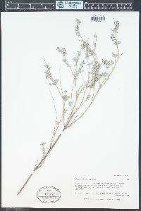 Salvia parryi image