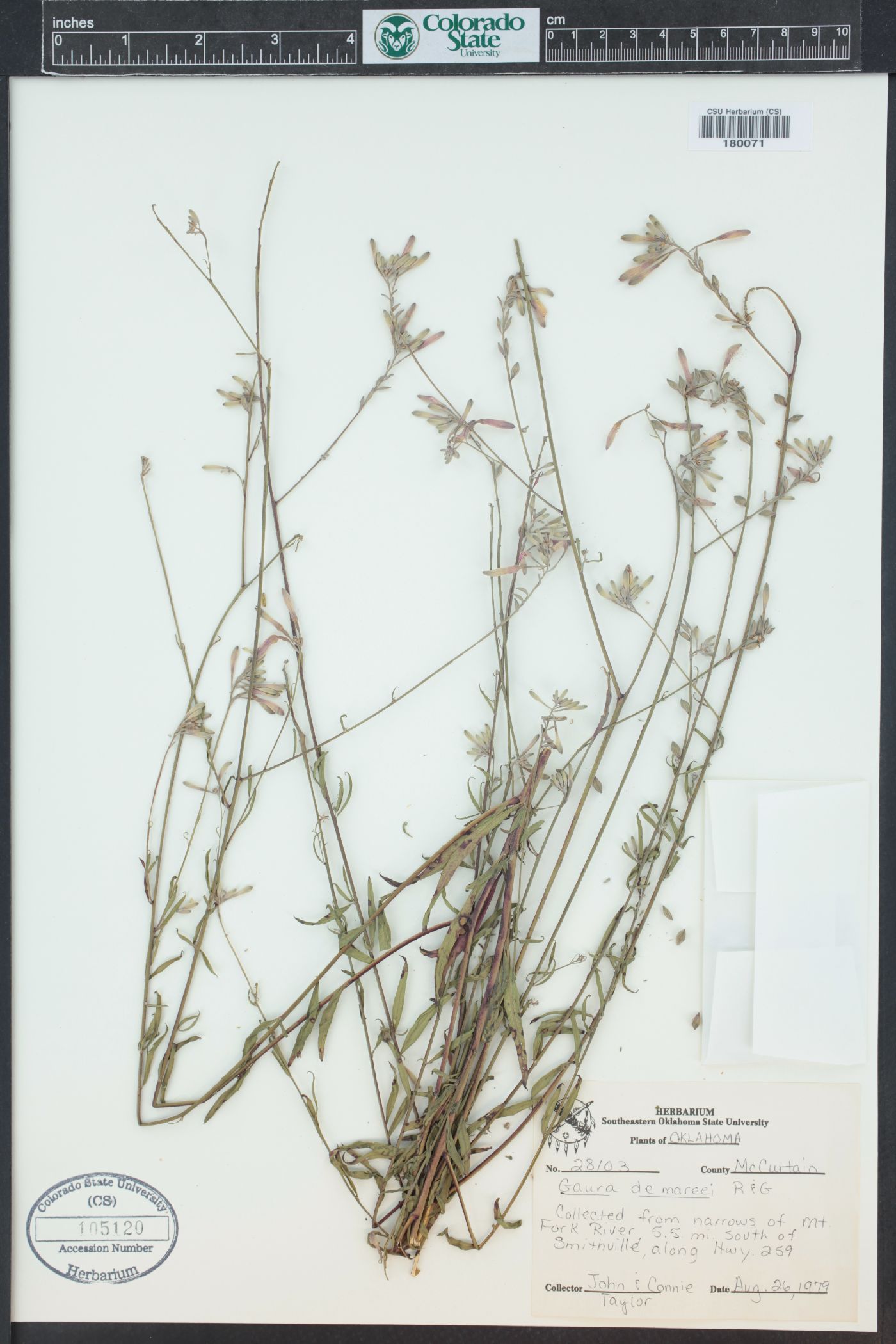 Oenothera demareei image