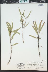 Eucalyptus eremicola image