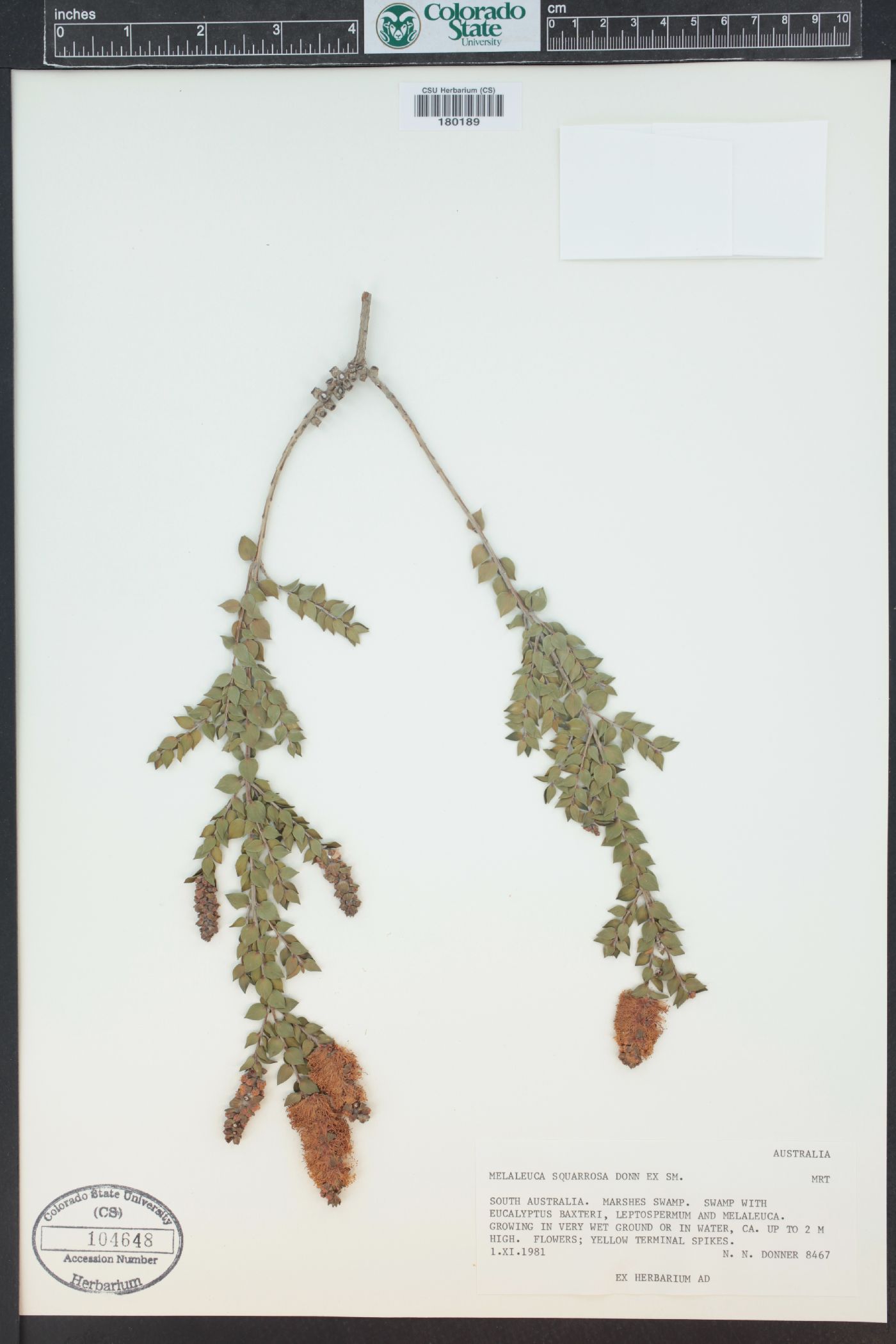 Melaleuca squarrosa image