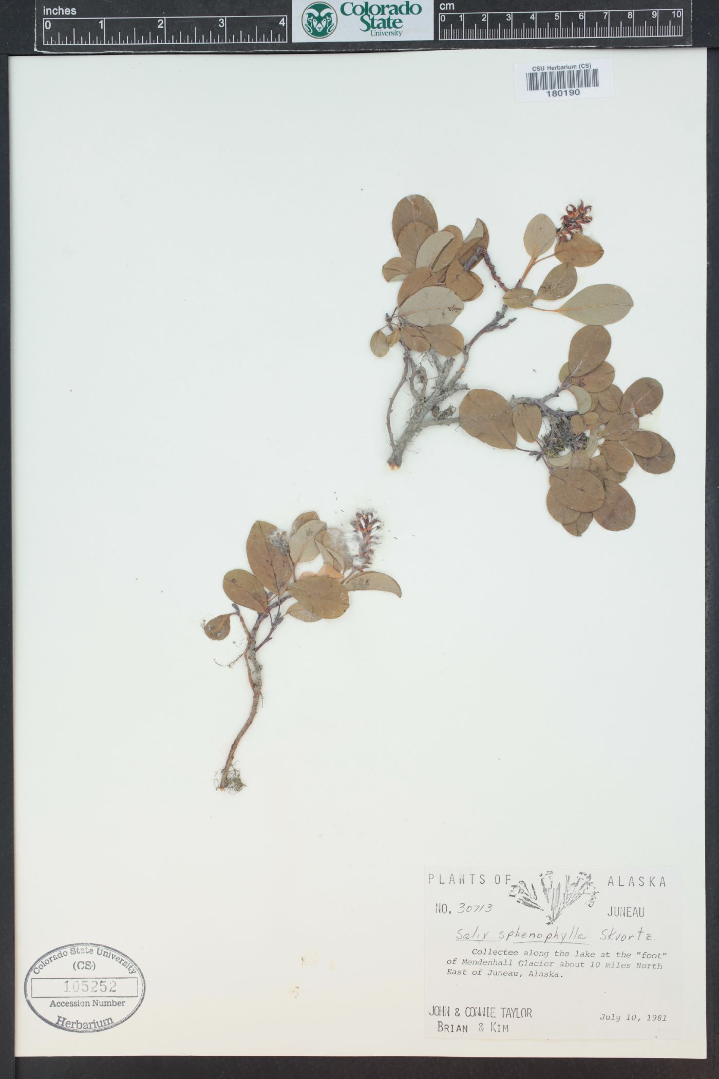 Salix sphenophylla image