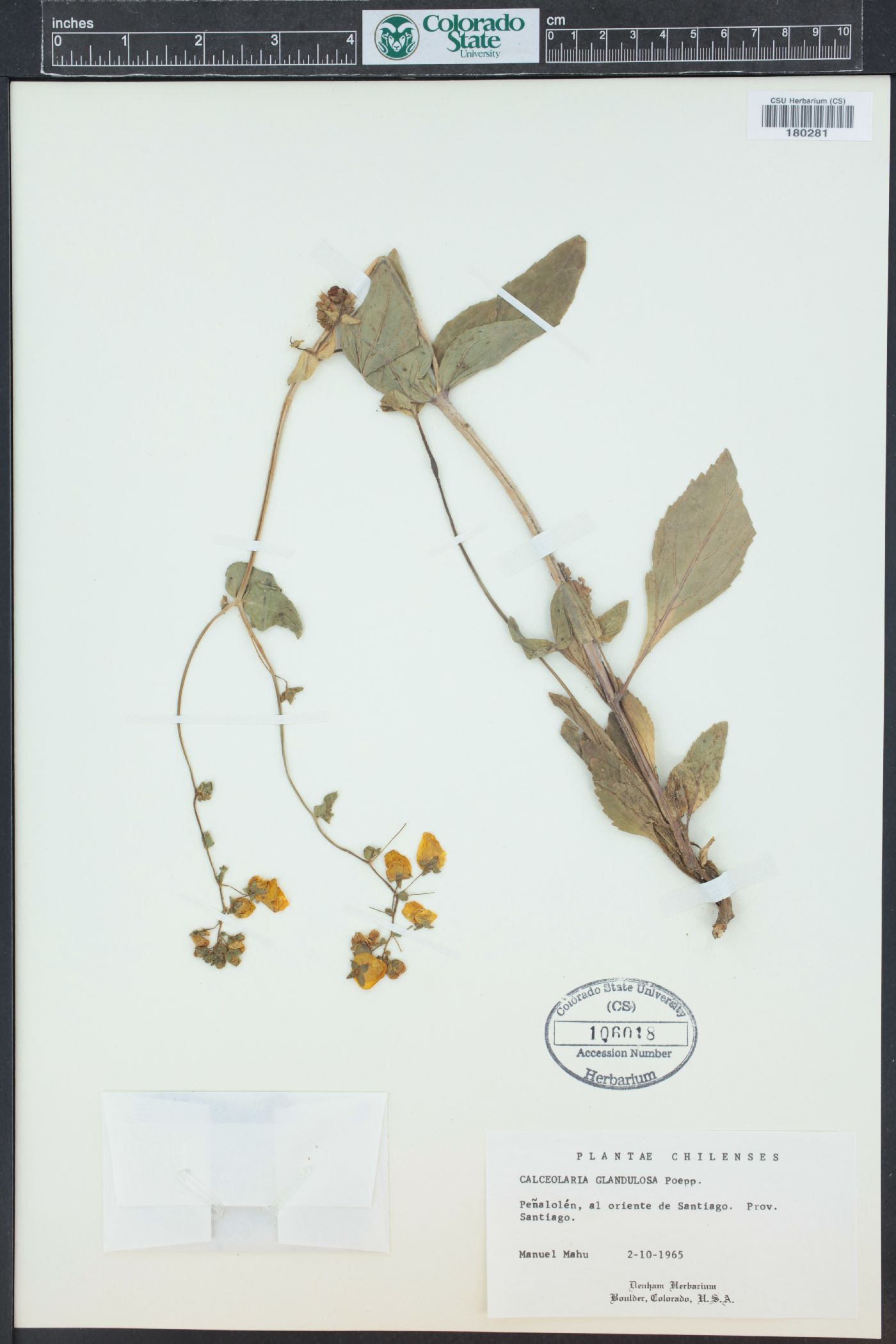 Calceolaria glandulosa image