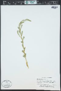 Bassia hyssopifolia image