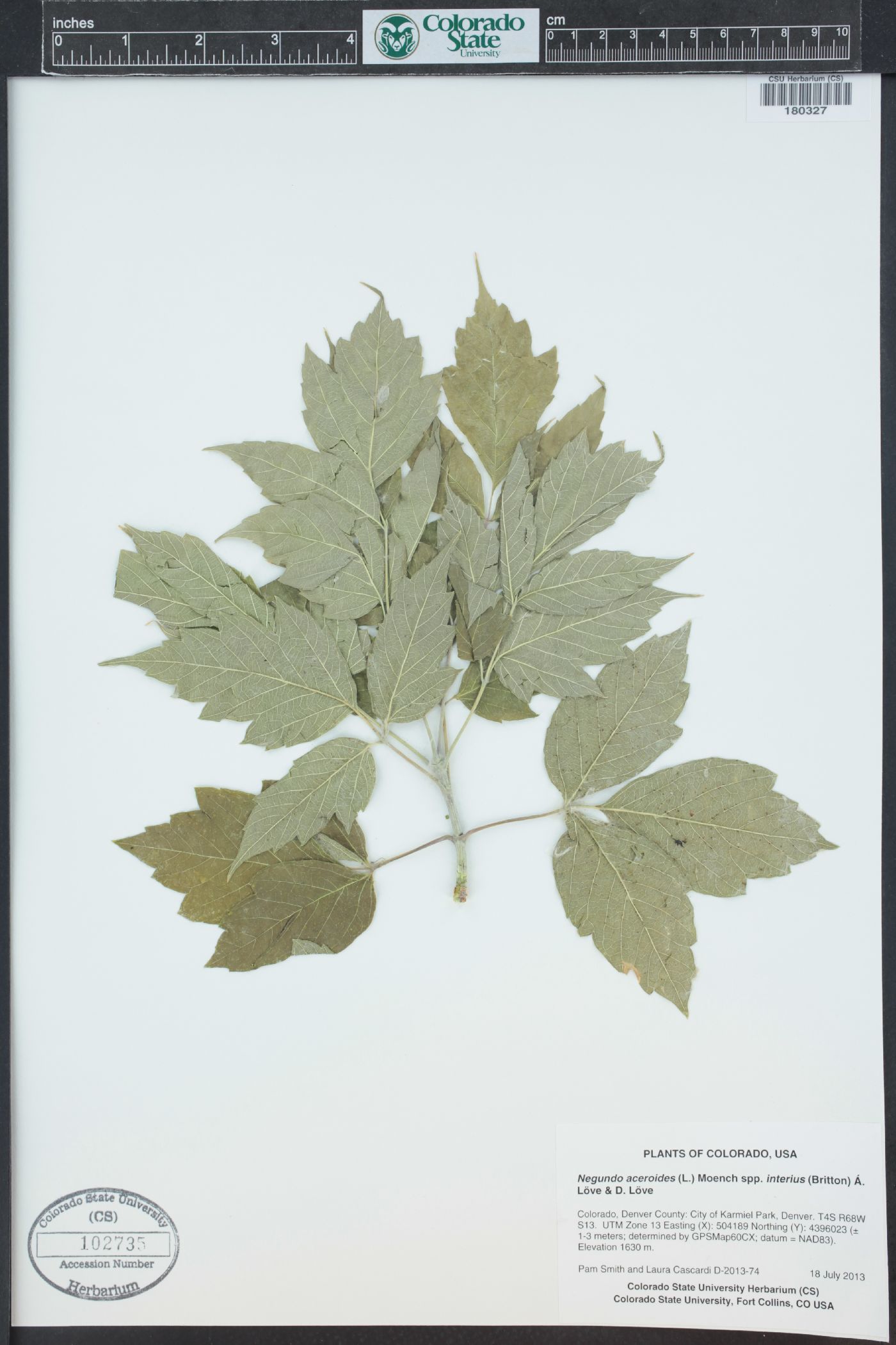Acer negundo var. interius image