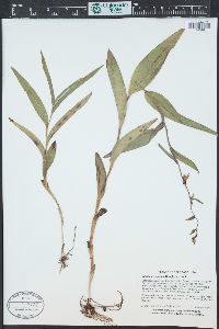 Epipactis gigantea image