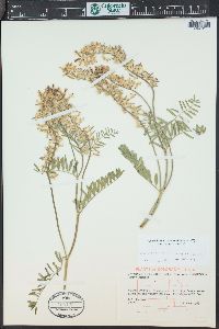 Astragalus bisulcatus image