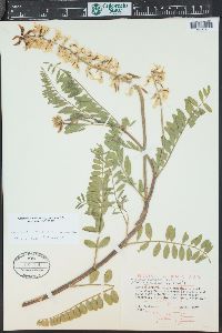 Astragalus bisulcatus image