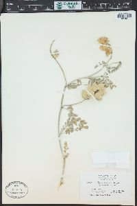 Astragalus lentiginosus var. nigricalycis image