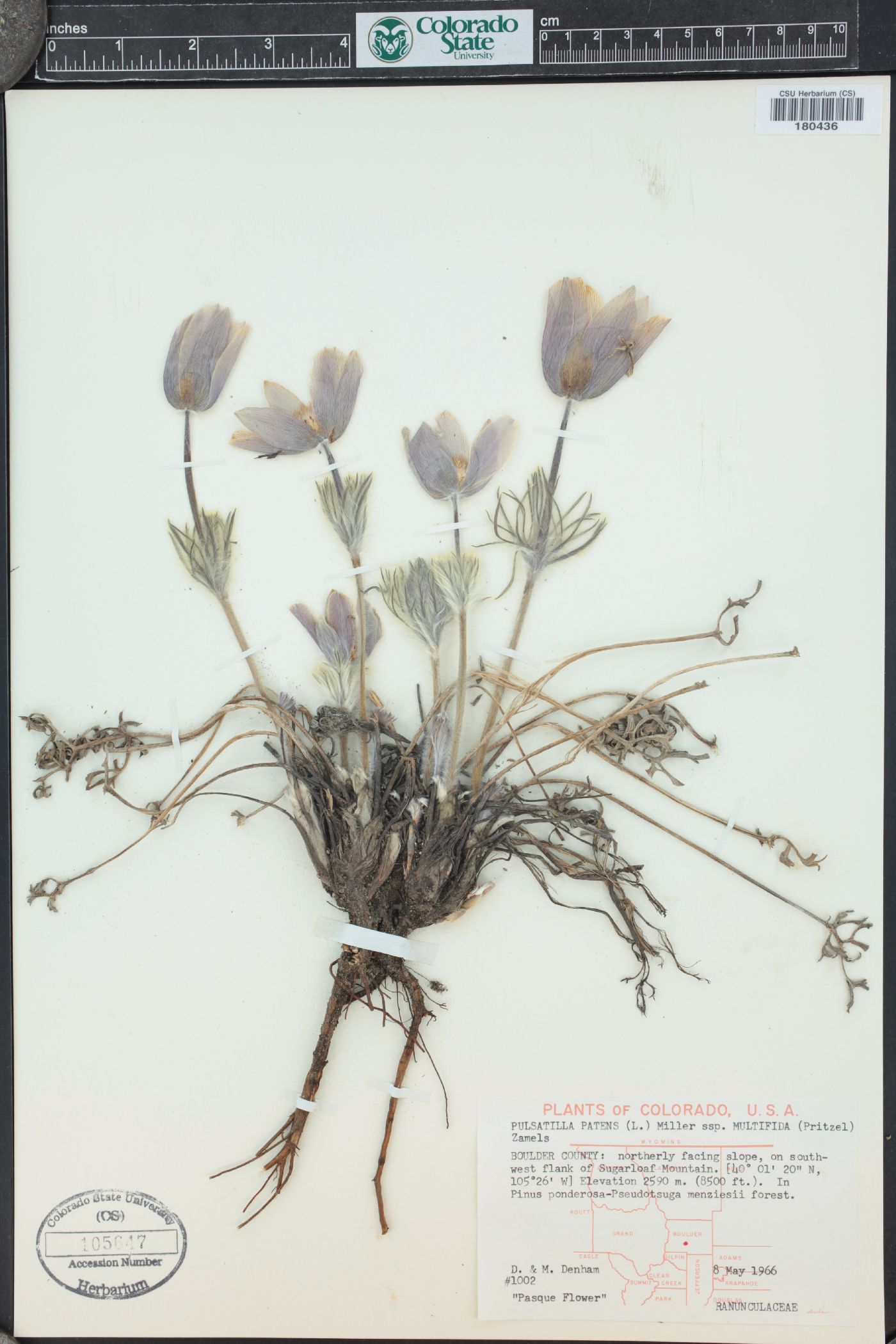 Pulsatilla patens subsp. multifida image