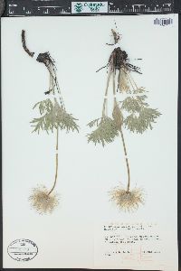 Pulsatilla patens subsp. multifida image