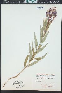 Chamaenerion angustifolium subsp. circumvagum image