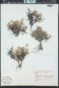 Townsendia glabella image