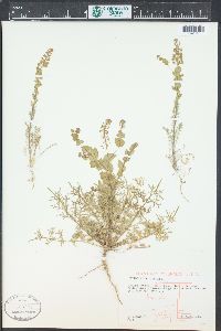 Lepidium perfoliatum image
