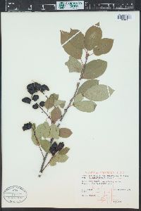 Prunus virginiana var. demissa image