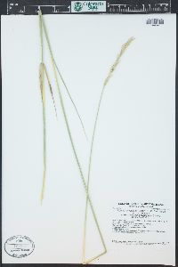 Elymus lanceolatus image