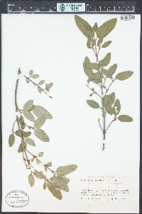 Shepherdia canadensis image