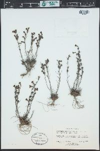 Penstemon laricifolius image