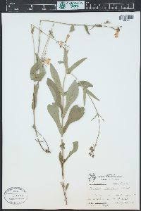 Penstemon laxiflorus image