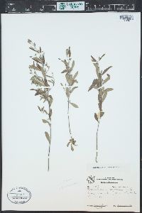 Helianthemum corymbosum image