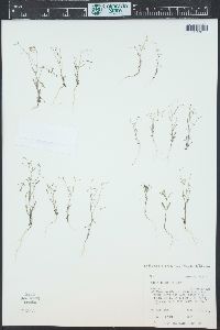 Lathrocasis tenerrima image