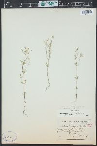 Leptosiphon septentrionalis image