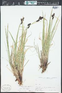 Carex chalciolepis image