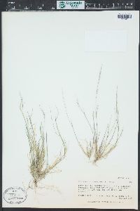 Muhlenbergia microsperma image