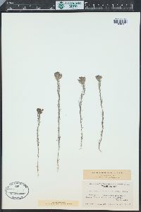Orthocarpus tenuifolius image