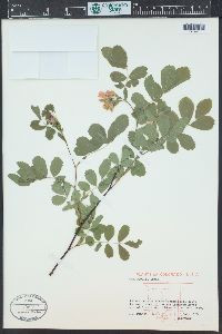 Rosa woodsii image