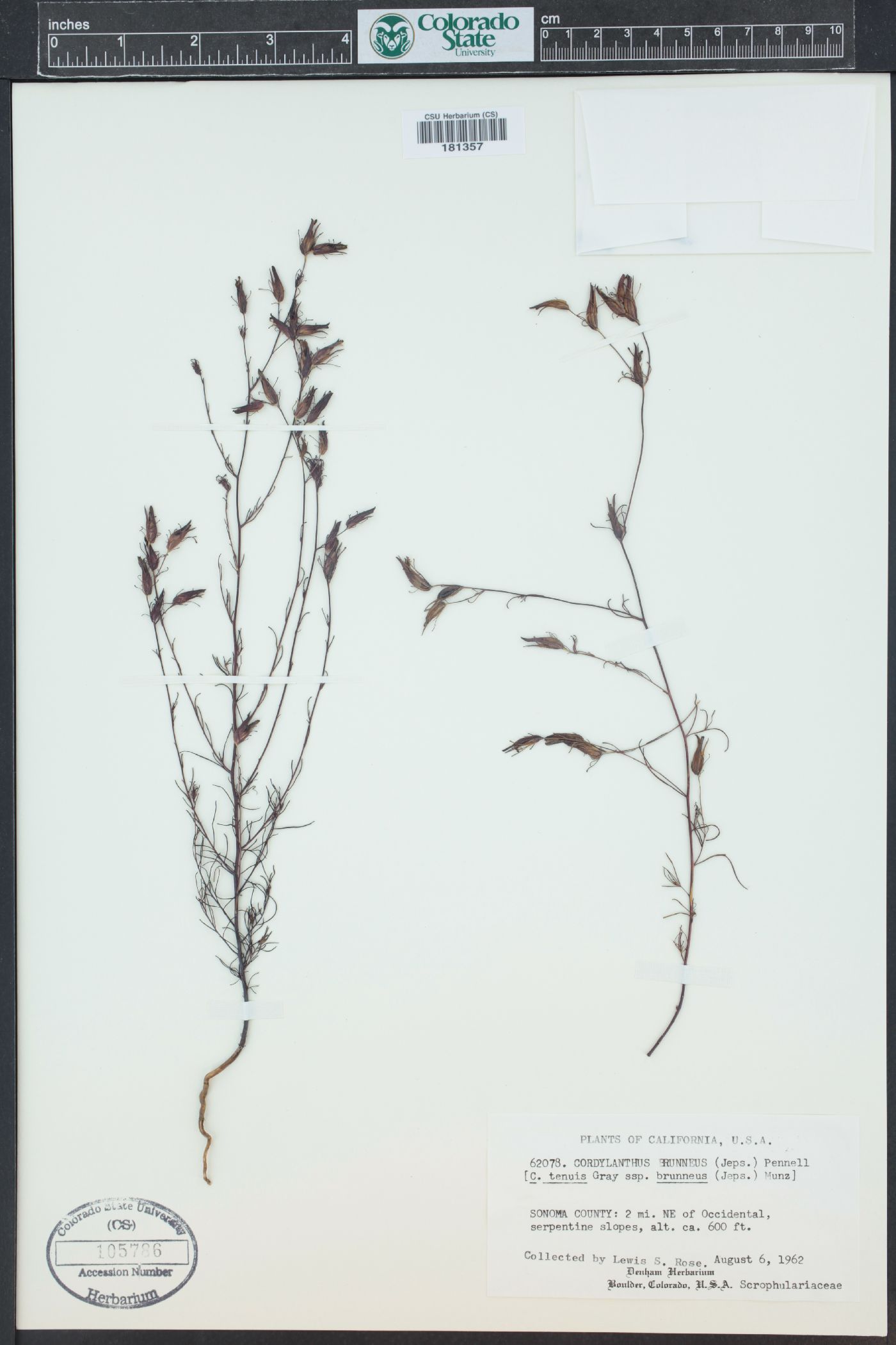 Cordylanthus tenuis subsp. brunneus image