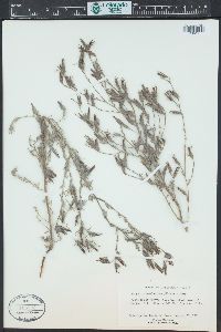 Cordylanthus pilosus image
