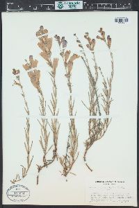 Penstemon heterophyllus var. purdyi image