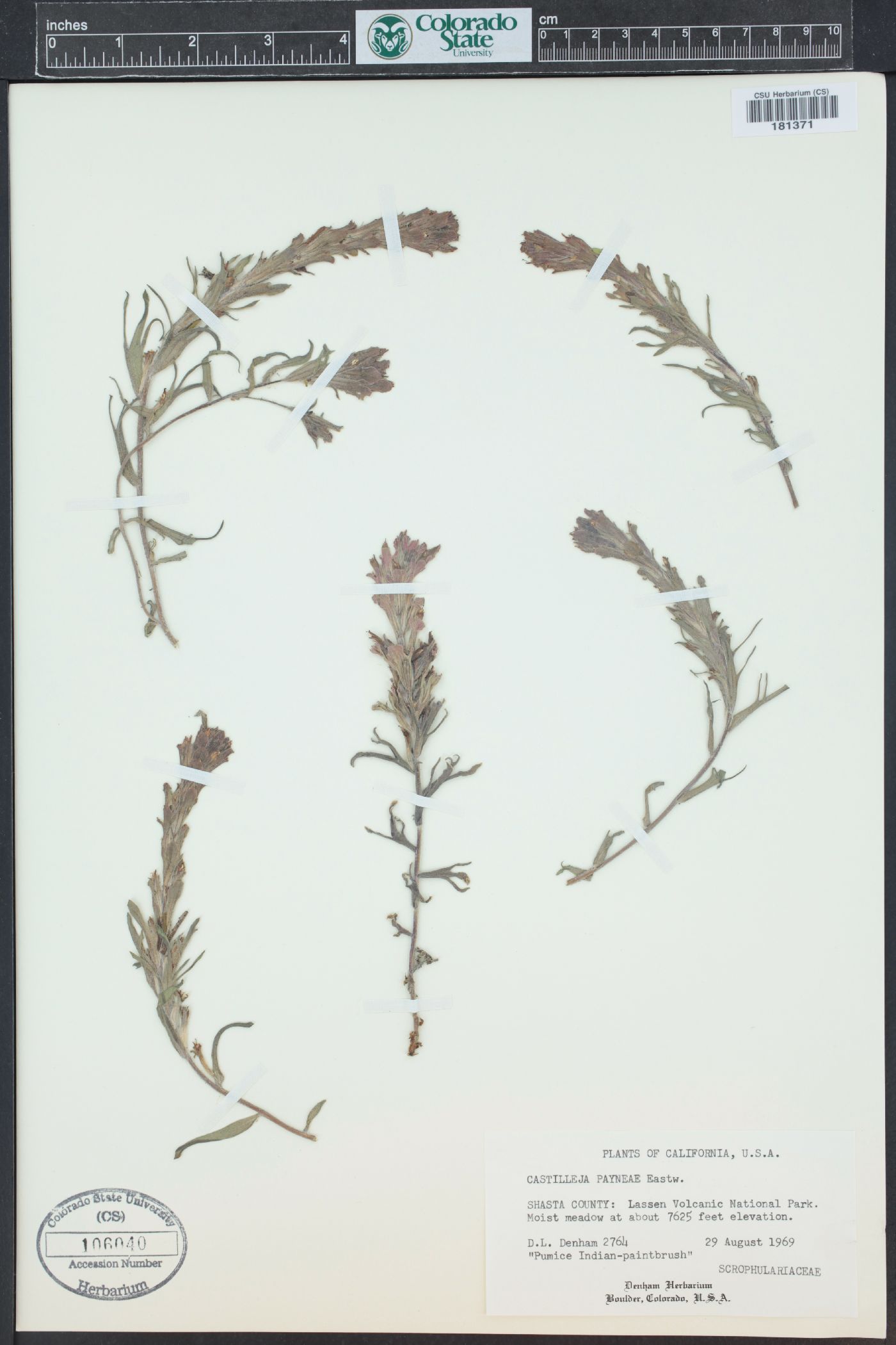 Castilleja arachnoidea image